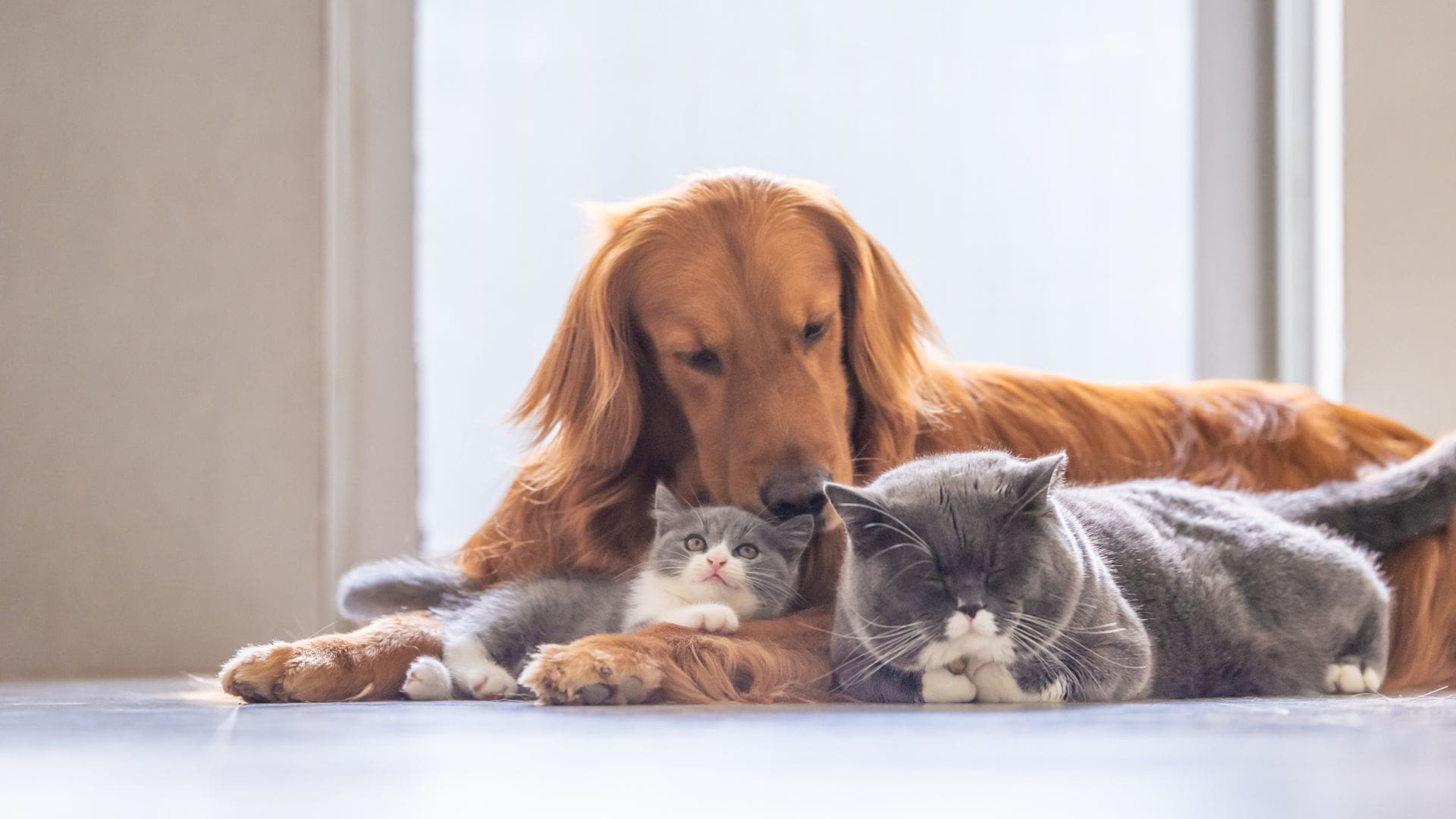 animali-domestici-peli